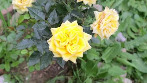 HD Clear video of yellow rose Stock Footage 150662984