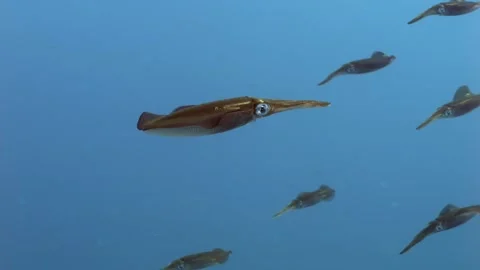 HD Close up of a group of reef squid midwater in the Red Sea, Egypt 動画素材 270974478