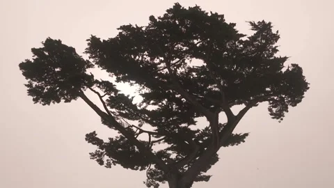 HD Close-Up of Monterey Cypress Tree in Coastal Fog Stock Footage 317341881
