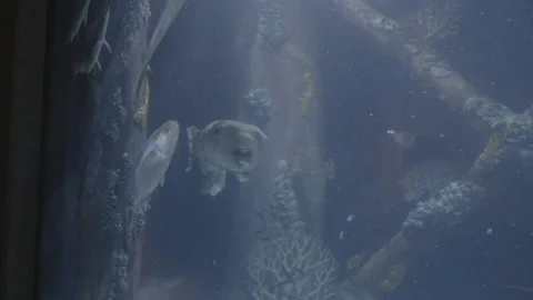 HD CLOSE UP PUFFY FISH IN FISH TANK Stock Footage 132085715