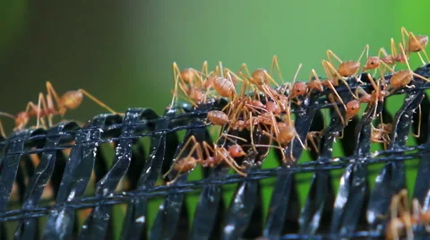 HD: Close up of red weaver ants Stock Footage 52212860