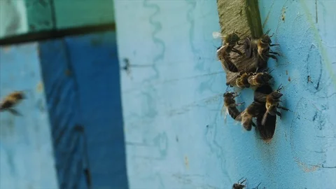 HD Close up shot of bees entering their hive Stock-Footage 97524148