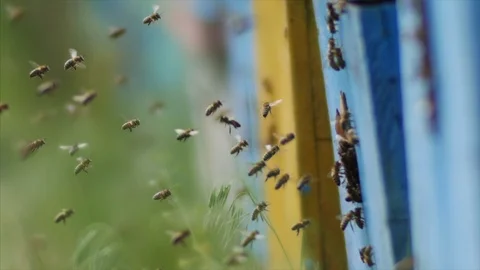 HD Close up shot of bees flying in their hive 스톡 동영상 97524097