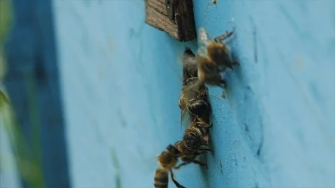 HD Close up shot bees walk on the hive before enter it 库存影片 97524312