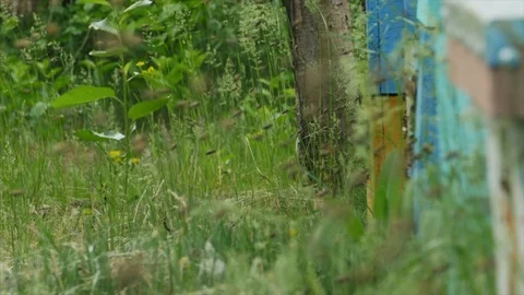 HD Close up shot of different colonies of beers flying in different hives Stock-Footage 97524315