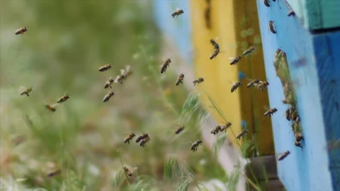 HD Close up shot of flying bees near their hive Stock-Footage 97524052
