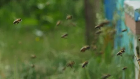 HD Close up shot of flying bees 스톡 동영상 97524217