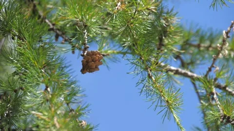 HD Close-up shot of larch needles and pine cone, Dolomites, Italy. Video stock 154553164