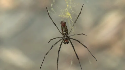 HD close up of spider in Ecuador Stock Footage 39569124