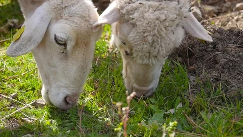 HD. Close-up of two sheep eating grass Stock Footage 76976082