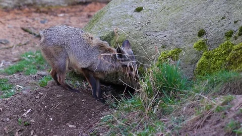 HD close up video of A bat-eared fox (Otocyon megalotis). Stock Footage 107422118