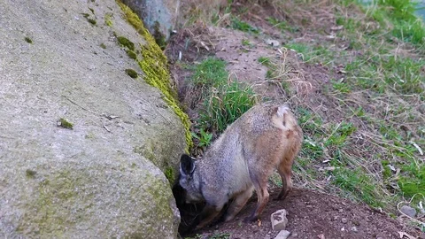 HD close up video of A bat-eared fox (Otocyon megalotis). Stock Footage 107422272