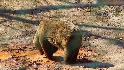 HD close up video of a Brown bear. Stock Footage 107420889