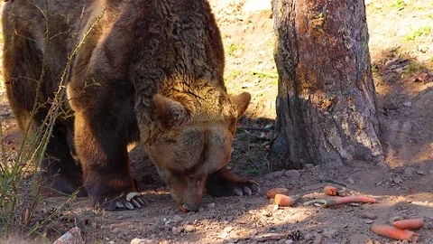 HD close up video of Brown bear. H Stock Footage 107420896