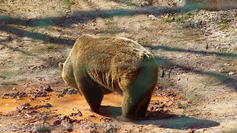 HD close up video of a Brown bear Stock Footage 107420920