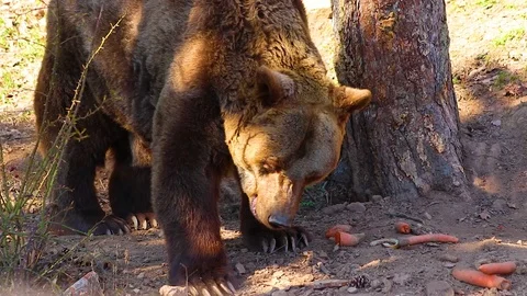 HD close up video of Brown bear. Stock Footage 107420931