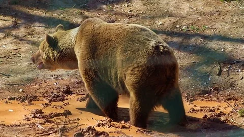 HD close up video of a Brown bear. Stock Footage 107420946