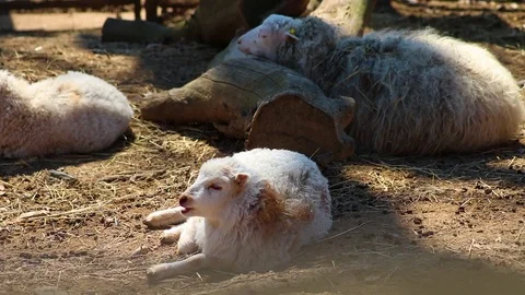 HD close up video of white lamb lying on the ground Stock Footage 107422261