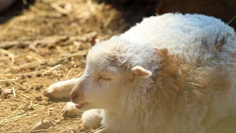 HD close up video of white lamb. Stock Footage 107422273