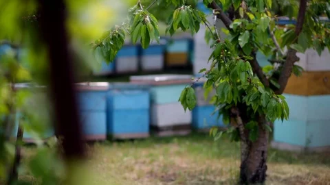 HD Close up view of back of beehives view from behind a tree Vidéo 97525028