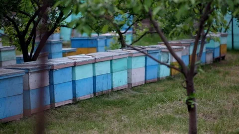 HD Close up view of beehives view from back Stock-Footage 97524973