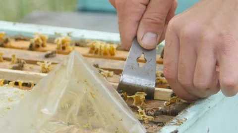 HD Close up view of beekeepers remove honeycomb with brood nests and bees on it 스톡 동영상 97524660