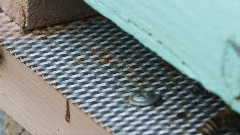 HD Close up view Bees entering a beehive Stock-Footage 97524878