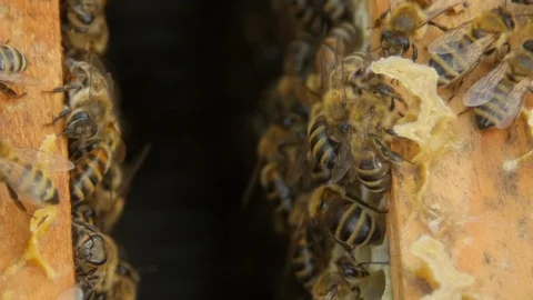 HD Close up view of bees in a hive on honeycomb Vidéo 97524737