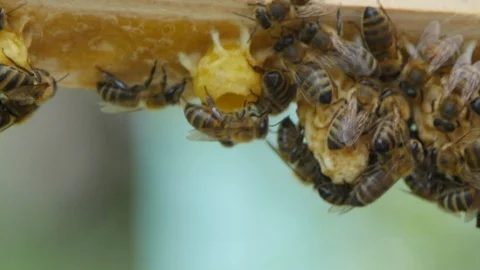 HD Close up view of bees on honeycomb Vidéo 97524587