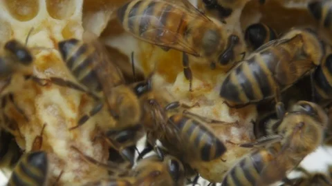 HD Close up view of bees on honeycomb 스톡 동영상 97524681