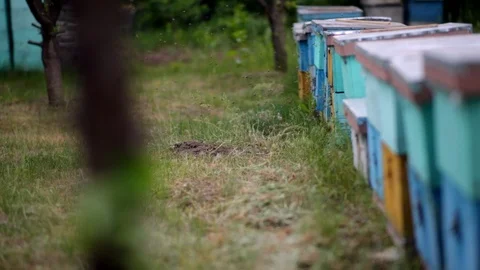 HD Close up view of a college of bees flying in and out of blue hives standing Stock-Footage 97525199