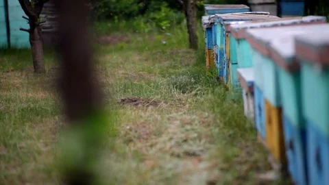 HD Close up view of swamp of bees flying in and out of blue hives. Stock-Footage 97525133