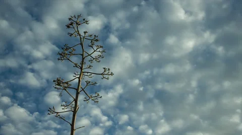 HD Cloud time-lapse behind agave cactus blossom. Stock Footage 32720656