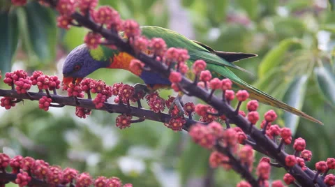 HD Colorful Parrot in Australia - Lorikeet - eating seeds in the wild Stock Footage