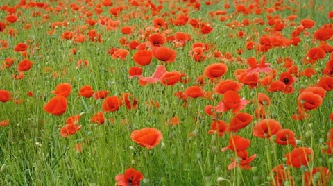 HD Corn poppy Stock Footage 6697556