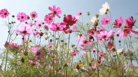 HD , Cosmos field in breeze Stock Footage 12202945