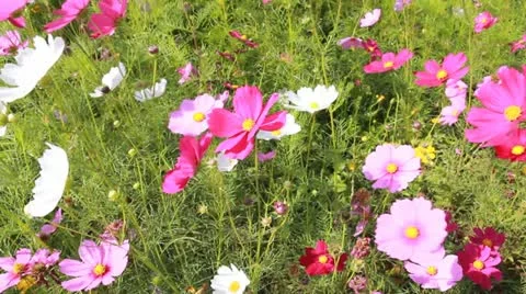 HD , Cosmos field in breeze Stock Footage 12203702