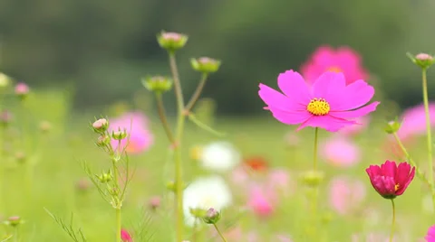 HD , Cosmos field in breeze Stock Footage 33743175