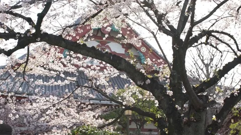 HD Creative Cherry Blossom. Light. Tokyo. Moving Shot. Stock Footage 105306110