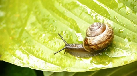 HD - Creeping snail Stock Footage 7741138