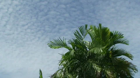 HD Cumulus Clouds Video stock 727492