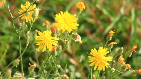 HD Dandelion flower and a caterpillar on it Stock Footage