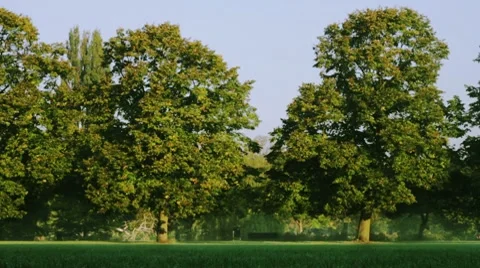 HD: Dawn Park Running Video stock 8760135