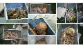 HD Death Skulls Voodoo Horror Collage HD Footage
