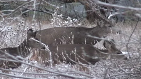HD DEER HERD URBAN Stockbeeldmateriaal 43242585