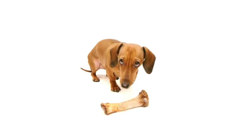 HD - Dog with bone. scene01 Stock Footage 36427043