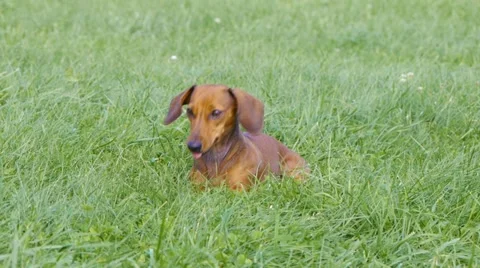 HD - Dog gnawing a bone Stock Footage 11702260