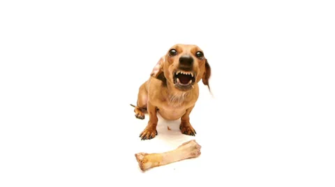 HD - Dog guarding a bone Video stock 36398447