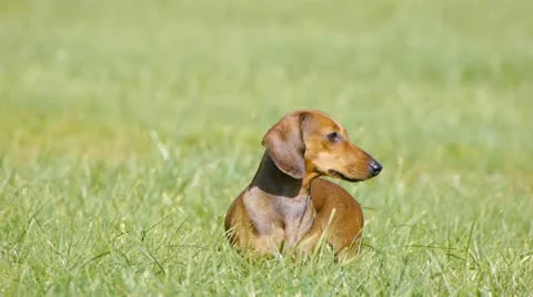 HD - Dog on the lawn Video stock 11702174