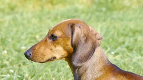 HD - Dog on the lawn_close-up Stock Footage 11702082